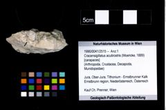 Foto (Objekt + Etikett) von Cracensigillatus acutirostris (Moericke, 1889)  (NHMW-GEO-1990-0041-2515)